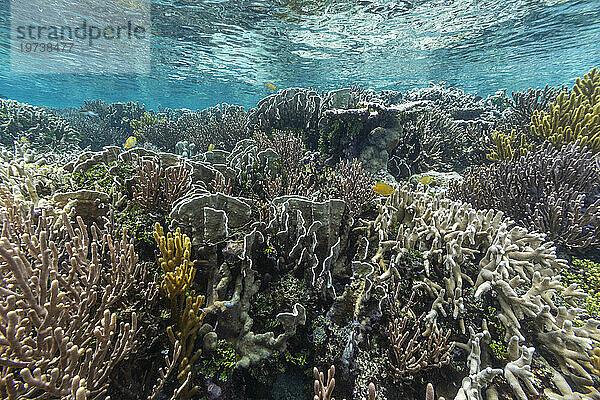 Reichhaltiges Leben im kristallklaren Wasser in den flachen Riffen vor Wayag Bay  Raja Ampat  Indonesien  Südostasien  Asien