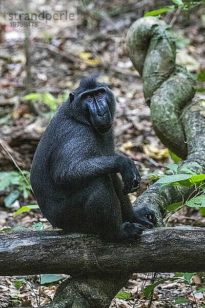 Ein erwachsener männlicher Celebes-Schonkopfmakak (Macaca nigra)  der im Tangkoko Batuangus Nature Reserve  Sulawesi  Indonesien  Südostasien  Asien auf Nahrungssuche geht