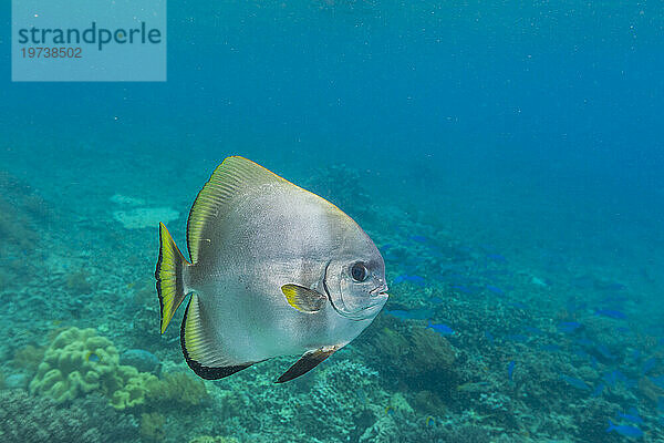 Ein ausgewachsener goldener Schaufelfisch (Platax boersii) vor dem Sauwaderek Village Reef  Raja Ampat  Indonesien  Südostasien  Asien