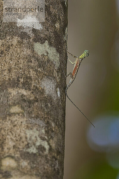 Ein fliegender Drache  Draco spp  eine baumbewohnende insektenfressende Agamidenechse im Naturschutzgebiet Tangkoko Batuangus  Sulawesi  Indonesien  Südostasien  Asien