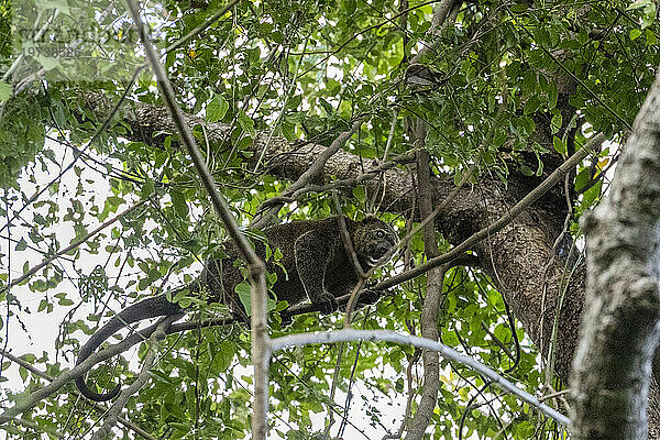 Ein erwachsener Sulawesi-Bärenkuskus (Ailerons ursinus) in einem Baum im Naturschutzgebiet Tangkoko Batuangus  Sulawesi  Indonesien  Südostasien  Asien