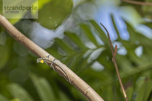 Ein fliegender Drache  Draco spp  eine baumbewohnende insektenfressende Agamidenechse im Naturschutzgebiet Tangkoko Batuangus  Sulawesi  Indonesien  Südostasien  Asien