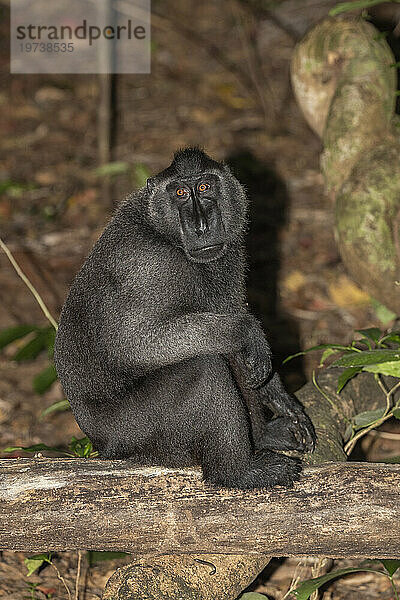 Ein erwachsener männlicher Celebes-Schonkopfmakak (Macaca nigra)  der im Tangkoko Batuangus Nature Reserve  Sulawesi  Indonesien  Südostasien  Asien auf Nahrungssuche geht