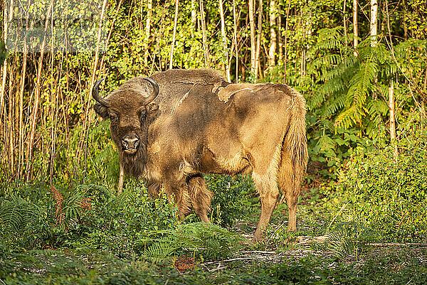 Europäischer Bison (Bison bonasus)  Weibchen (Kuh)  wird im Rahmen des Wilder Blean-Projekts in den Wald entlassen  Kent  England  Vereinigtes Königreich  Europa