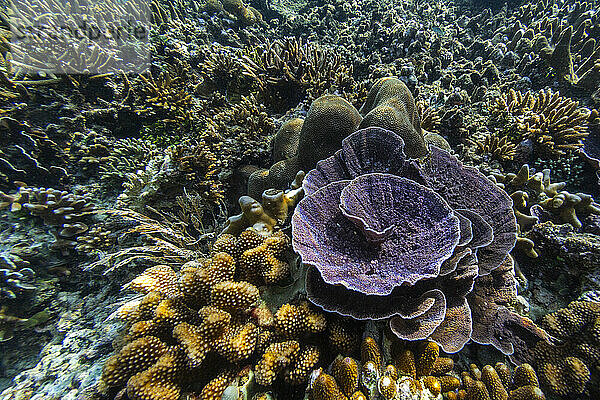 Reichhaltiges Leben im kristallklaren Wasser in den flachen Riffen der Äquatorinseln  Raja Ampat  Indonesien  Südostasien  Asien