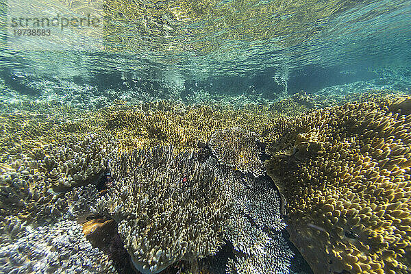 Reichhaltiges Leben im kristallklaren Wasser in den flachen Riffen vor Freewin Wall  in der Nähe der Insel Waigeo  Raja Ampat  Indonesien  Südostasien  Asien