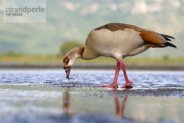 Nilgans (Alopochen aegyptiaca) in einem Teich  Provinz Kwazulu Natal  Südafrika  Afrika