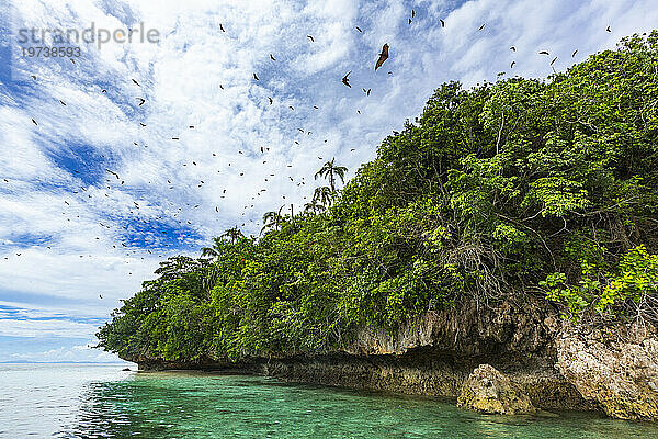 Gewöhnlicher Röhrennasenflughund (Nyctimene albiventer)  in der Luft über Pulau Panaki  Raja Ampat  Indonesien  Südostasien  Asien