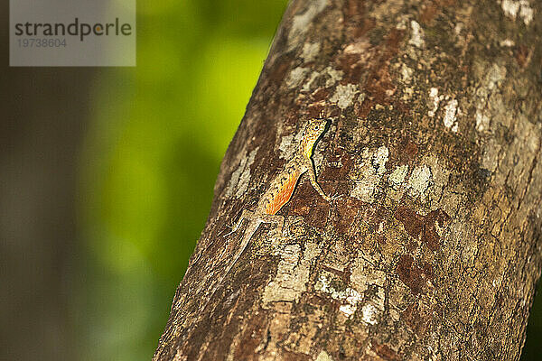 Ein fliegender Drache  Draco spp  eine baumbewohnende insektenfressende Agamidenechse im Naturschutzgebiet Tangkoko Batuangus  Sulawesi  Indonesien  Südostasien  Asien