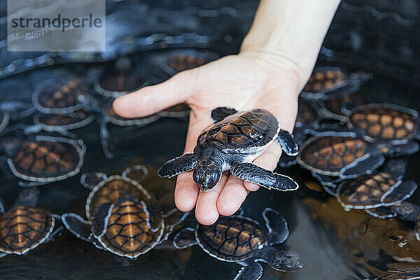 Eine Wanne voller Jungtiere der Grünen Meeresschildkröte (Chelonia mydas)  Tangkoko National Preserve auf der Insel Sulawesi  Indonesien  Südostasien  Asien