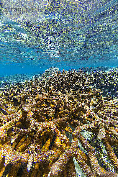 Reichhaltiges Leben im kristallklaren Wasser in den flachen Riffen der Äquatorinseln  Raja Ampat  Indonesien  Südostasien  Asien