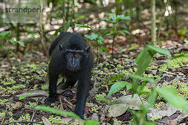 Junger Schopfmakak (Macaca nigra)  auf Nahrungssuche im Naturschutzgebiet Tangkoko Batuangus  Sulawesi  Indonesien  Südostasien  Asien