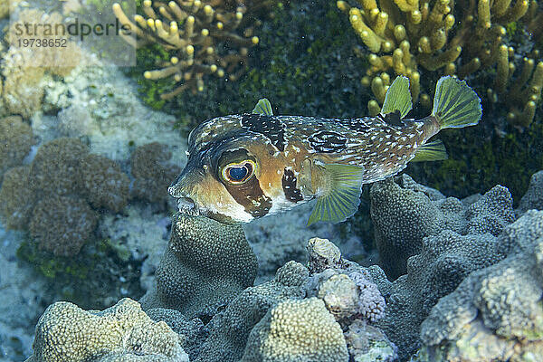 Ein ausgewachsener Stachelschweinfisch (Diodon liturosus) vor der Insel Bangka  in der Nähe von Manado  Sulawesi  Indonesien  Südostasien  Asien