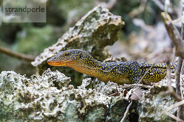 Ein erwachsener Mangrovenwaran (Varanus indicus) auf der Suche nach Nahrung in der Wayag Bay  Raja Ampat  Indonesien  Südostasien  Asien