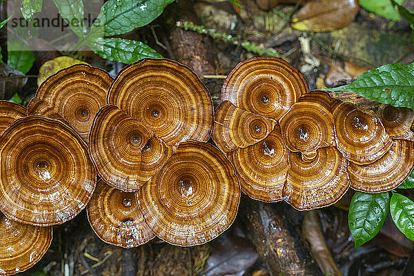 Gelbstämmiger Mikroporling (Microporus xanthopus)  wächst auf der Insel Waigeo  Raja Ampat  Indonesien  Südostasien  Asien