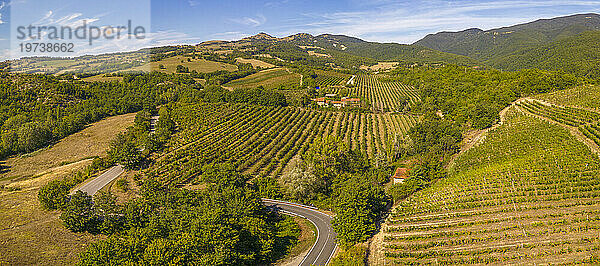 Erhöhter Blick auf Weinberge in der Nähe von Borello  Emilia Romagna  Italien  Europa