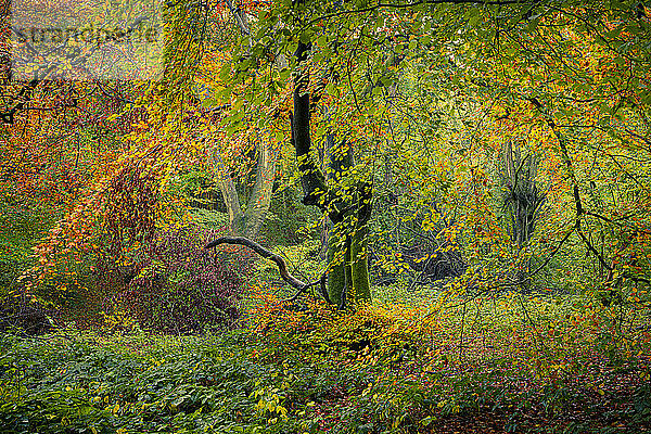 Broadleaved woodland in autumn  United Kingdom  Europe