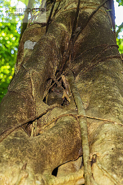 Ein ausgewachsener Gursky-Spektralmaki (Tarsius Spectrumgurskyae)  im Naturschutzgebiet Tangkoko Batuangus  Sulawesi  Indonesien  Südostasien  Asien