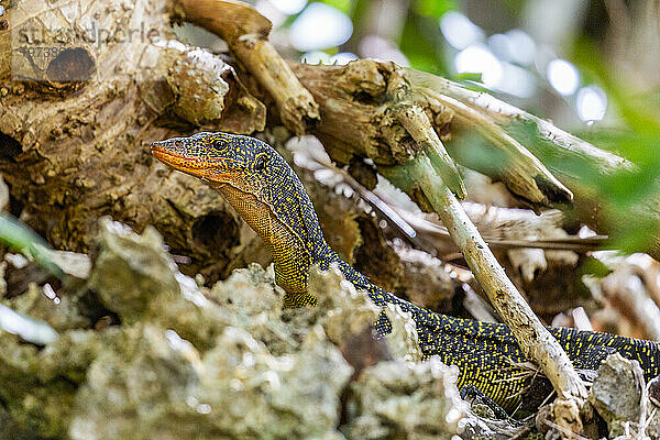 Ein erwachsener Mangrovenwaran (Varanus indicus) auf der Suche nach Nahrung in der Wayag Bay  Raja Ampat  Indonesien  Südostasien  Asien