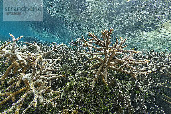 Reichhaltiges Leben im kristallklaren Wasser in den flachen Riffen vor Wayag Bay  Raja Ampat  Indonesien  Südostasien  Asien