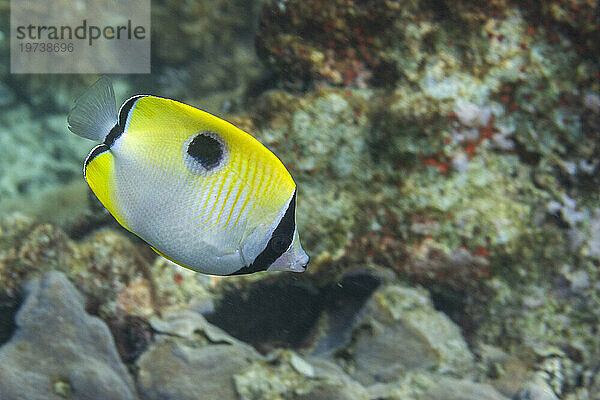 Ein ausgewachsener Tropfenfalterfisch (Chaetodon unimaculatus) vor der Insel Bangka  in der Nähe von Manado  Sulawesi  Indonesien  Südostasien  Asien