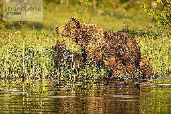 Eurasischer Braunbär (Ursus arctos arctos)  erwachsenes Weibchen mit Jungen  das aus dem See kommt  Finnland  Europa