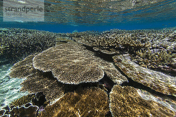 Reichhaltiges Leben im kristallklaren Wasser in den flachen Riffen der Äquatorinseln  Raja Ampat  Indonesien  Südostasien  Asien