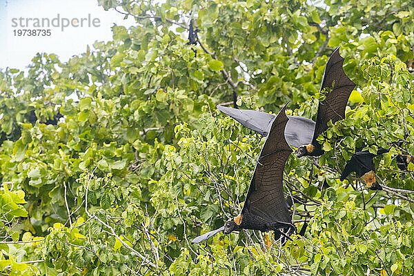 Gewöhnlicher Röhrennasenflughund (Nyctimene albiventer)  in der Luft über Pulau Panaki  Raja Ampat  Indonesien  Südostasien  Asien