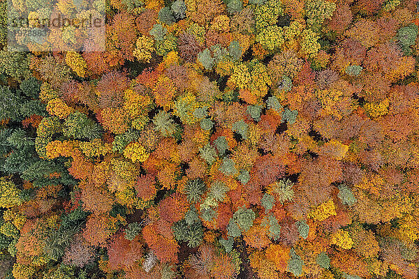 Deutschland  Bayern  Luftaufnahme eines Laubwaldes im Herbst
