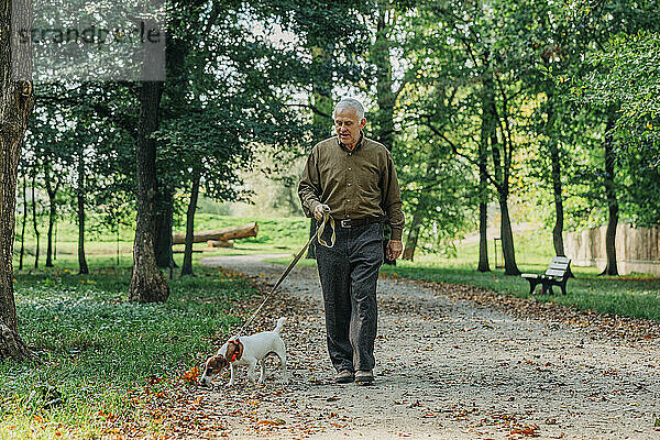 Älterer Mann geht mit Jack-Russell-Terrier-Hund im Herbstpark spazieren