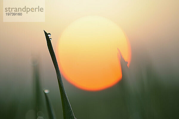 Tau auf Grashalm bei Sonnenaufgang