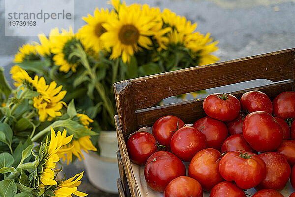 Kisten mit saftigen roten Tomaten in der Nähe von Sonnenblumen auf dem Bauernmarkt