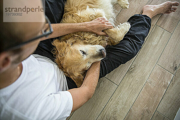 Man stroking golden retriever dog on hardwood floor
