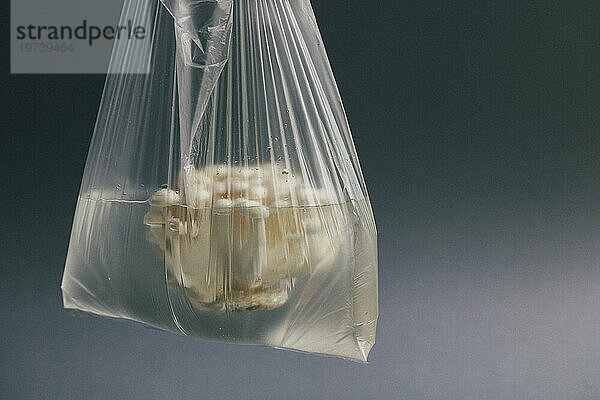 White mushrooms in plastic bag filled with water
