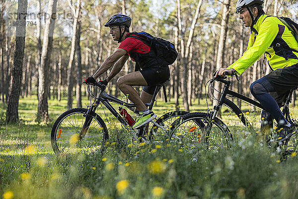 Reife Freunde tragen Helm und fahren Fahrrad im Wald