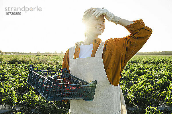 Glücklicher Bauer hält bei Sonnenuntergang eine Kiste Paprika vor Pflanzen