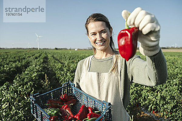Lächelnder Bauer zeigt an sonnigem Tag rote Paprika