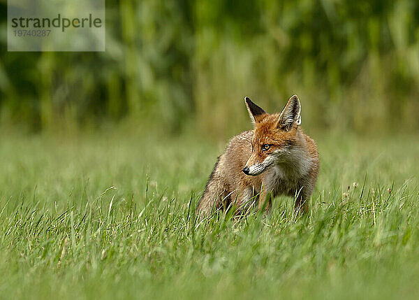 Portrait of red fox (Vulpes vulpes) standing in grass