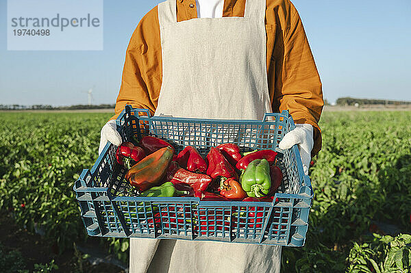 Hände eines Bauern  der eine Kiste mit Bio-Paprika auf dem Feld hält