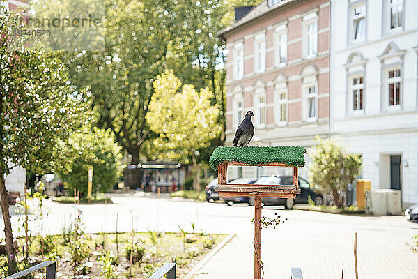 Pigeon perching on birdhouse in front of building
