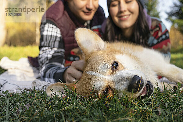 Niedlicher Pembroke-Walisercorgi mit Paar im Hintergrund auf der Wiese