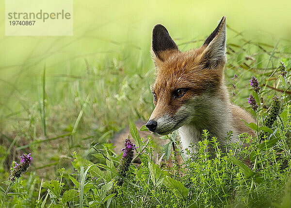 Portrait of red fox (Vulpes vulpes) lying in grass