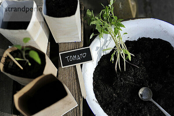Planting of tomato seedlings into bowl with soil