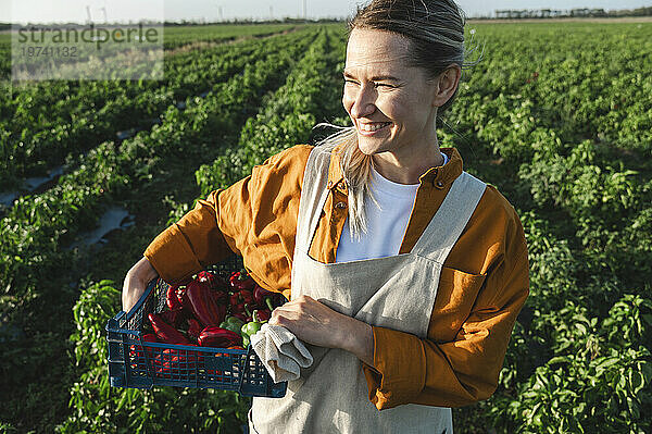 Glücklicher Bauer hält an einem sonnigen Tag eine Kiste mit roten Paprika auf dem Feld
