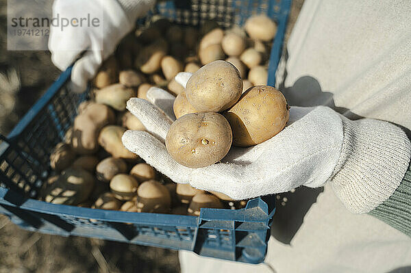 Hände eines Bauern  der an einem sonnigen Tag Kartoffeln mit einer Kiste hält