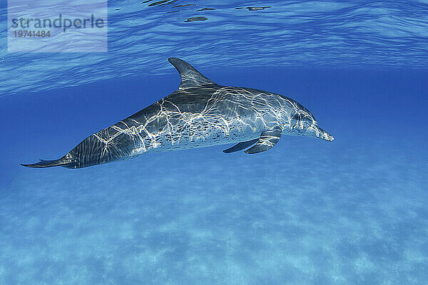 Atlantische Fleckendelfine (Stenella frontalis) wurden in Herden von mehreren Tausend gesichtet  obwohl sie häufiger in kleineren Gruppen anzutreffen sind; Bahamas