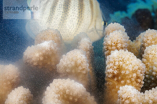 Laichende Blumenkohlkoralle (Pocillopora meandrina)  die kurz nach Sonnenaufgang auf Hawaii sowohl Eier als auch Sperma ins offene Meer abgibt. Ein Multiband-Falterfisch (Chaetodon multicinctus)  eine endemische Art  nutzt einen einfachen Snack; Hawaii  Vereinigte Staaten von Amerika