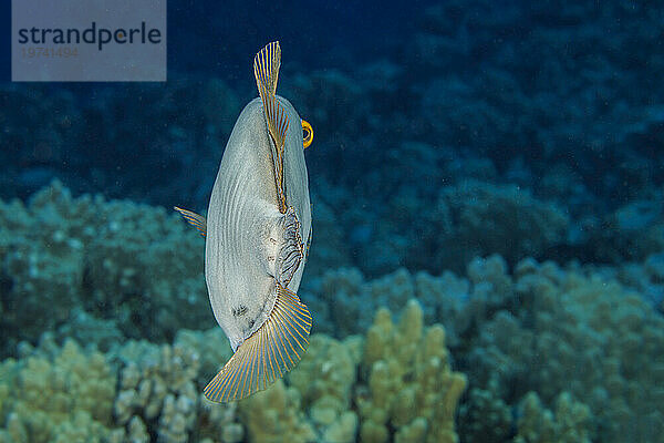 Streifenfeilenfische (Cantherhines dumerilii) erreichen eine Länge von 15 Zoll und ernähren sich hauptsächlich von verzweigten Korallen. Dieses Individuum nutzt seine unabhängige Augenbewegung  um nach hinten zu schauen  während es davonschwimmt. Hawaii  Vereinigte Staaten von Amerika