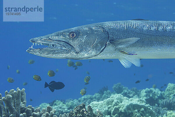 Der Große Barrakuda (Sphyraena barracuda) kann eine Länge von bis zu 1 80 m erreichen. Dieses Individuum wird vom endemischen Hawaiianischen Putzer-Lippfisch (Labroides phthirophagus) gesäubert; Hawaii  Vereinigte Staaten von Amerika