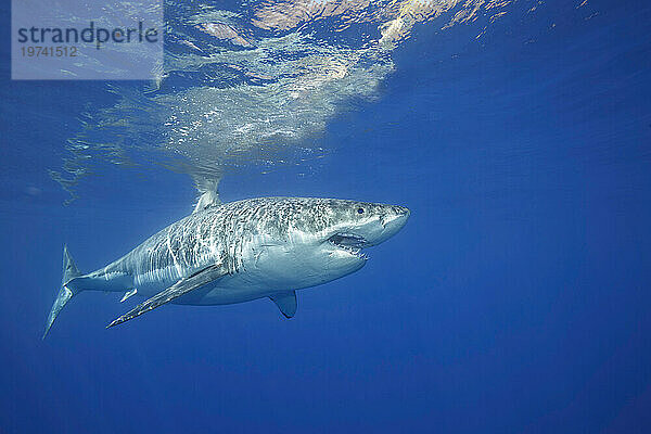 Porträt eines Weißen Hais (Carcharodon carcharias); Insel Guadalupe  Mexiko